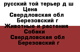 русский той терьер д/ш › Цена ­ 5 000 - Свердловская обл., Березовский г. Животные и растения » Собаки   . Свердловская обл.,Березовский г.